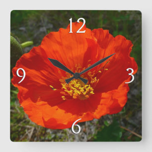 Horloge Carrée Pavot rouge de l'Alaska Fleur colorée