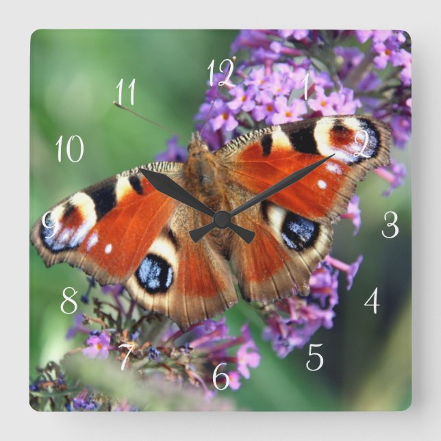 Horloge Carrée Peacock Butterfly (Recto)