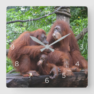 Horloge Carrée Petit déjeuner avec le zoo de Singapour Orangutans