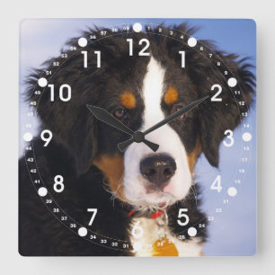 Horloge Carrée Photo de Chien de Montagne Bernois