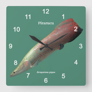 Horloge Carrée Pirarucu, Arapaima gigas