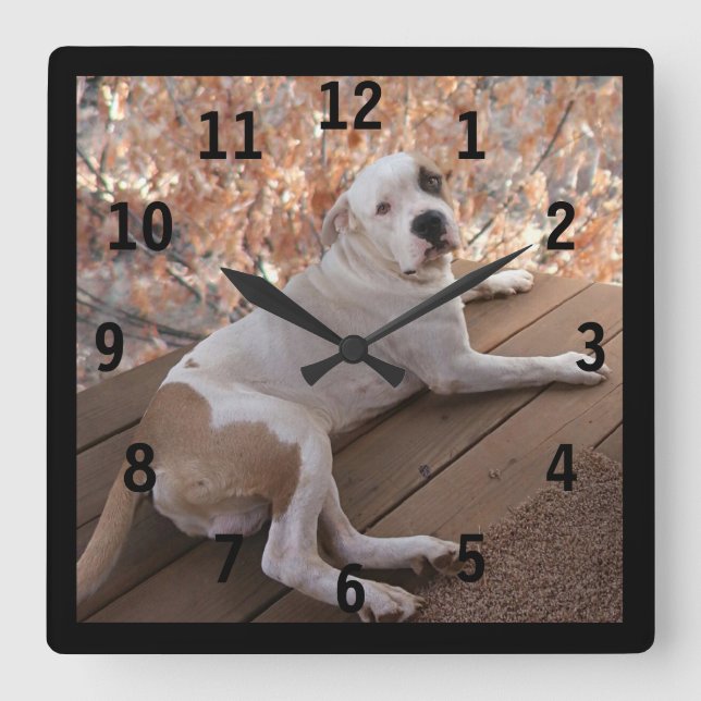 Horloge Carrée Pitbull Irresistible (Recto)