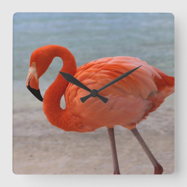 Horloge Carrée Plages tropicales | Flamant rose des Caraïbes, Aru (Recto)