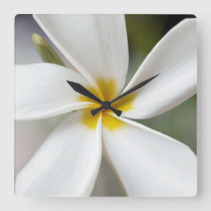 Horloge Carrée Plumeria blanche - Portrait macro