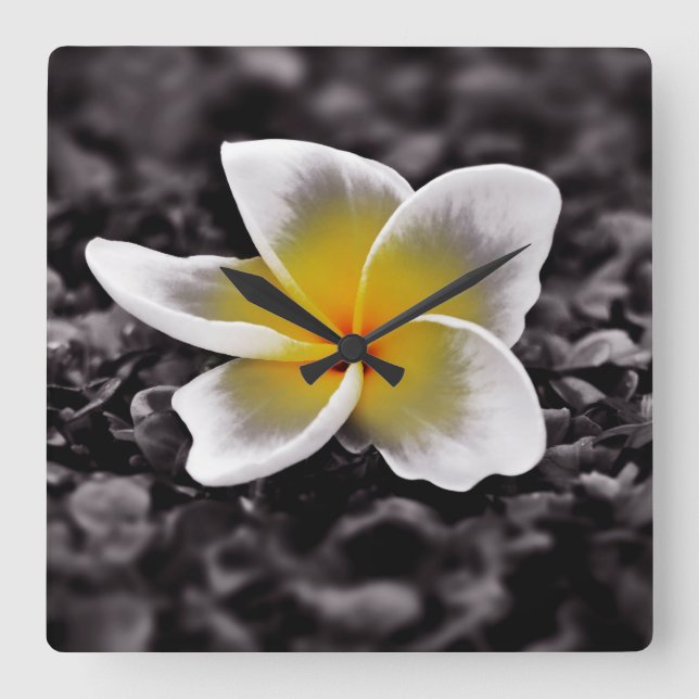 Horloge Carrée Plumeria Frangipani Hawaii (Recto)