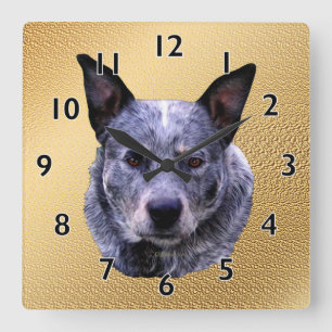 Horloge Carrée Portrait australien de chien de bétail
