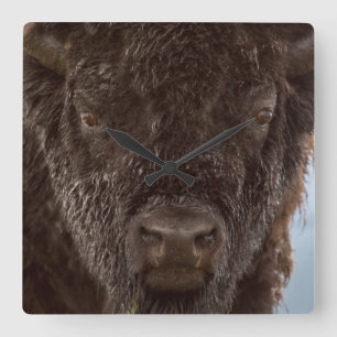 Horloge Carrée Portrait de Bison Bull