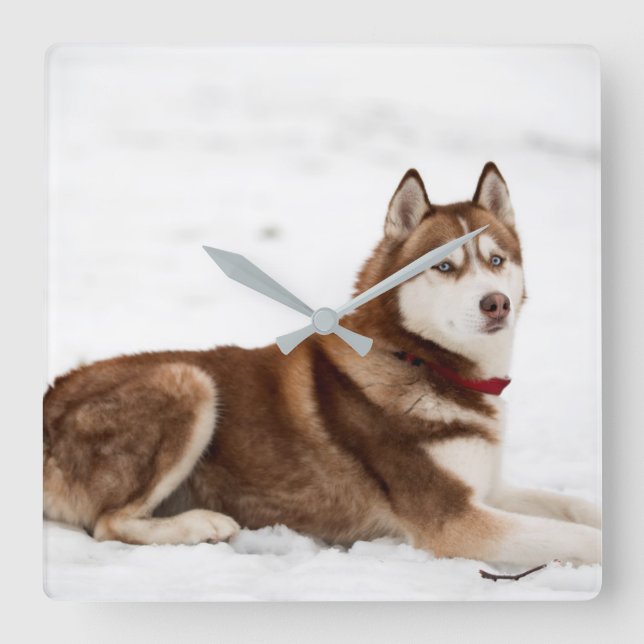 Horloge Carrée Portrait de Cute Sibérien Husky (Recto)