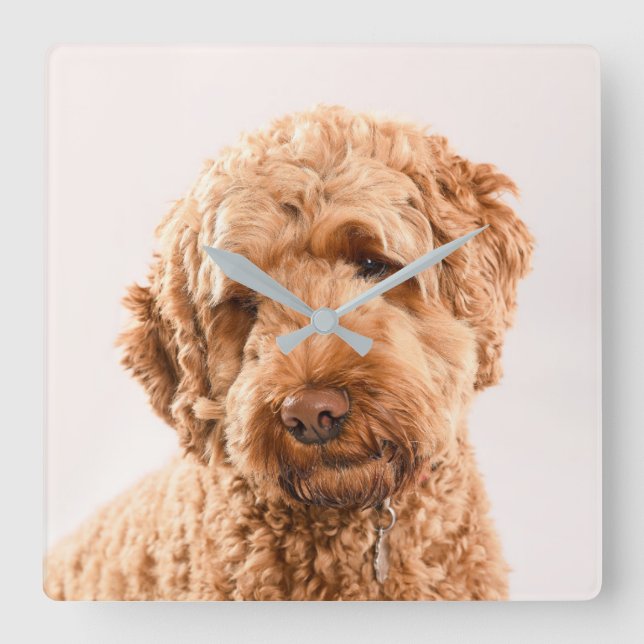 Horloge Carrée Portrait de Goldendoodle Studio (Recto)