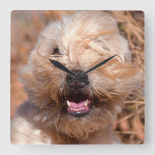 Horloge Carrée Portrait de Terrier Wheaten à poil doux