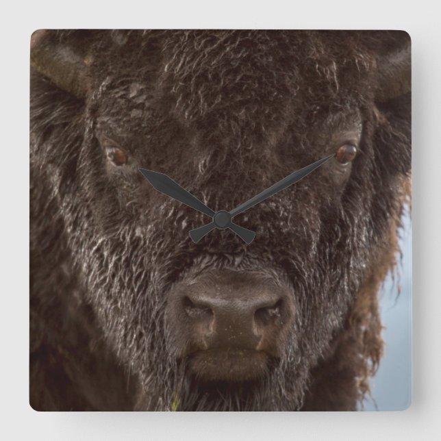 Horloge Carrée Portrait d'un bison mâle sous la pluie (Recto)