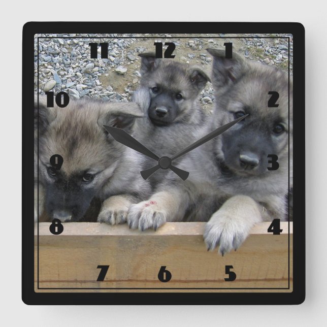 Horloge Carrée Puppies de Norvège (Recto)