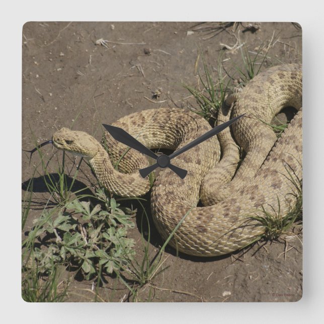Horloge Carrée R6 Prairie Rattlesnake (Recto)