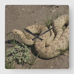 Horloge Carrée R6 Prairie Rattlesnake