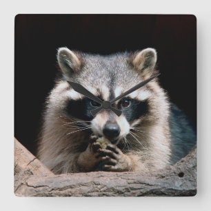 Horloge Carrée Raccoon 004