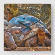 Reptile Galapagos Torto Wall Clock