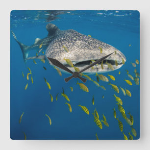 Horloge Carrée Requin de baleine avec des poissons, Indonésie