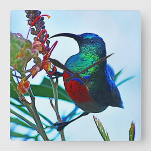 Horloge Carrée Rubis de colibri throated