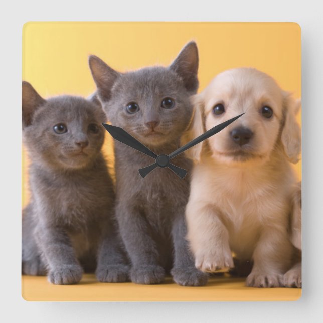 Horloge Carrée Russian Blue Kittens et Dachshund (Recto)