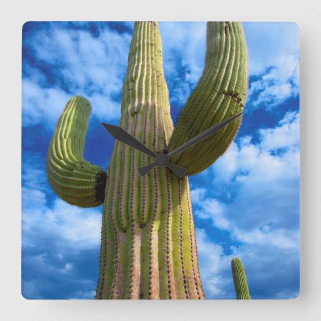 Horloge Carrée Saguaro cactus portrait, Arizona (Recto)