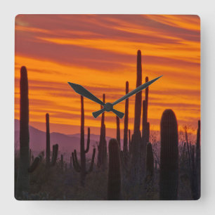 Horloge Carrée Saguaro, coucher du soleil, Parc national du Sagua