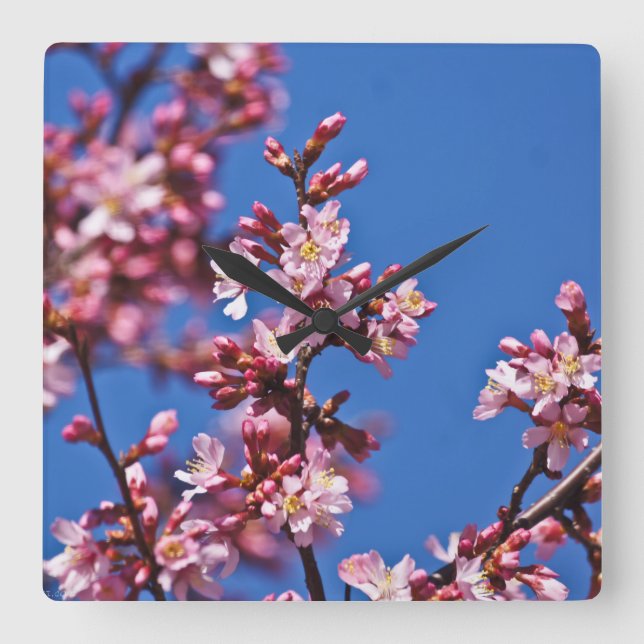 Horloge Carrée Sakura Cerry Blossoms Touché Bleu (Recto)