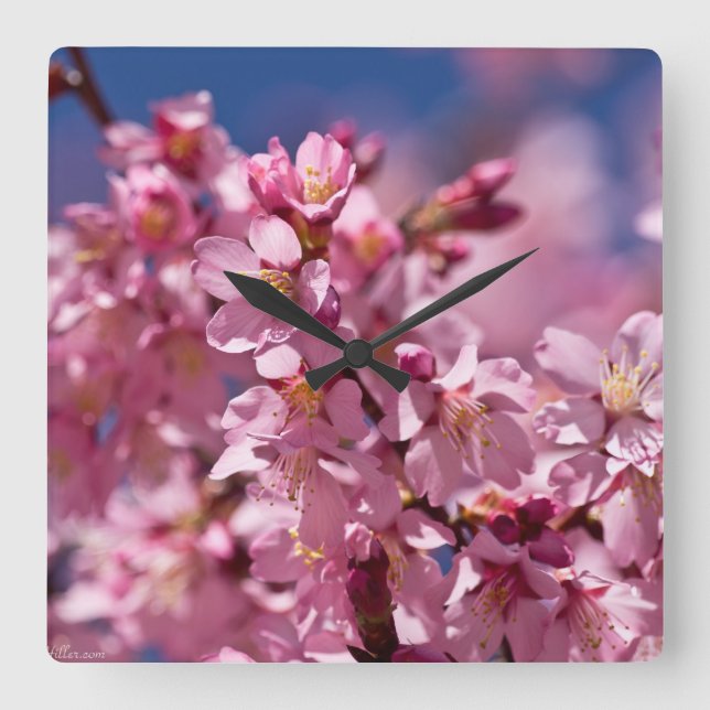 Horloge Carrée Sakura Cherry Blossoms embrassés par Sunlight (Recto)