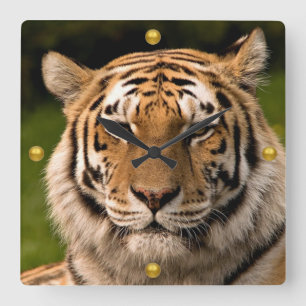 Horloge Carrée Sumatran Tiger Portrait