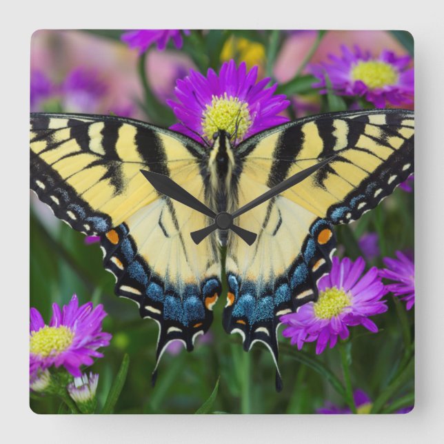Horloge Carrée Swallowtail Butterfly on daisy (Recto)