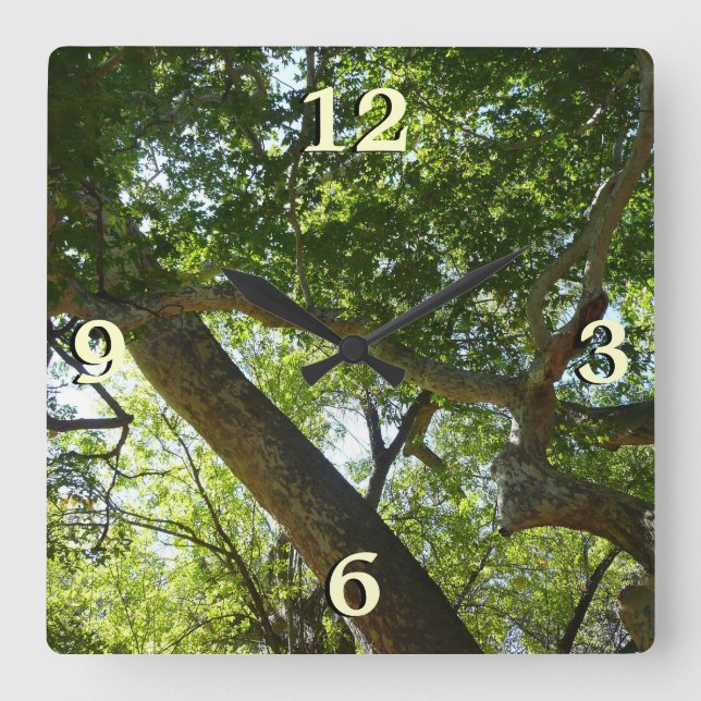 Horloge Carrée Sycamore Tree Nature verte (Recto)