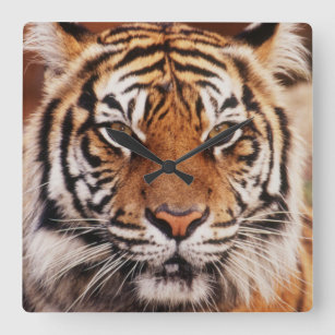 Horloge Carrée Tigre de Sumatra, Panthera tigris