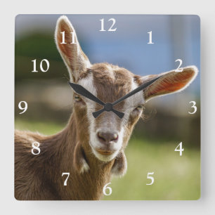 Horloge Carrée Toggenburg Dairy Goût Kid