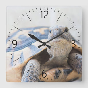 Horloge Carrée Tortue
