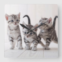 Trois Américain Shorthair Jouer