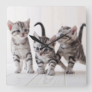 Horloge Carrée Trois Américain Shorthair Jouer