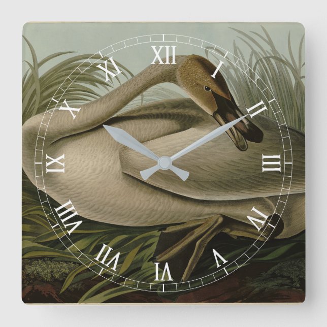 Horloge Carrée Trumpeter Swan (Recto)