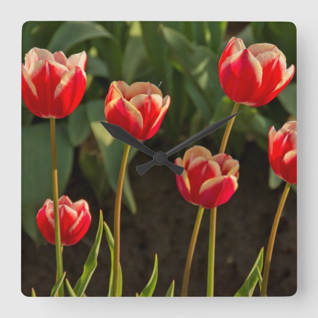 Horloge Carrée Tulips, Tulip Festival, Woodburn, Oregon, États-Un (Recto)