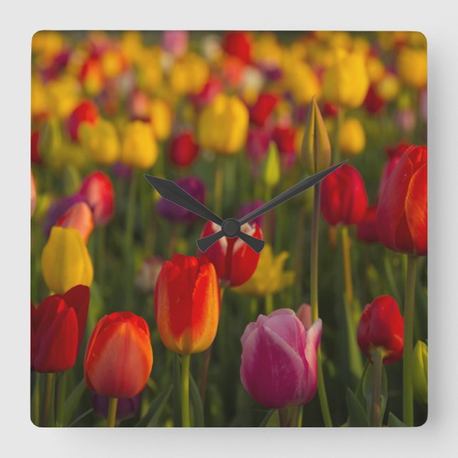 Horloge Carrée Tulips, Tulip Festival, Woodburn, Oregon, USA 2 (Recto)