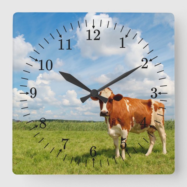 Horloge Carrée Vache curieuse debout sur la prairie. (Recto)