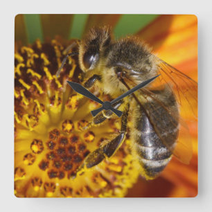 Horloge Carrée Western Honey Bee Macro photo