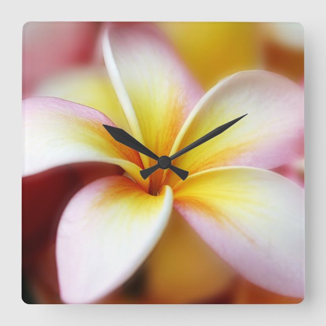 Horloge Carrée White Plumeria Frangipani Hawaii Flower Hawaiian (Recto)