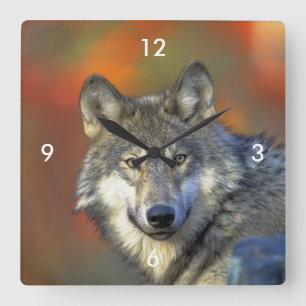 Horloge Carrée Wolf_2015_0302