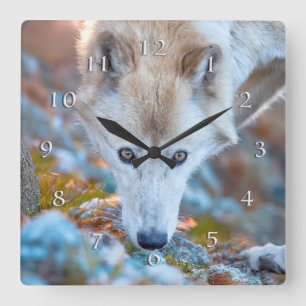 HORLOGE CARRÉE WOLF ALPINE TREKKER