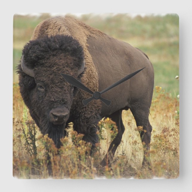 Horloge Carrée Wood Bison Wall Clock (Recto)