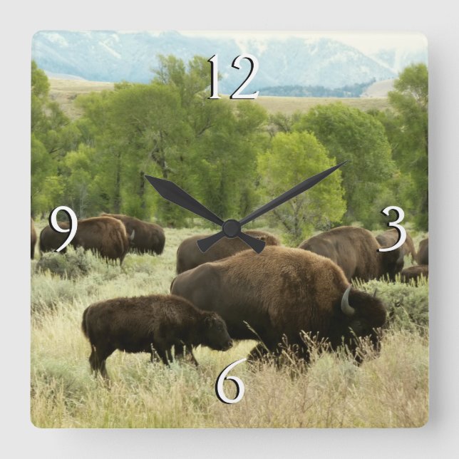 Horloge Carrée Wyoming Bison Nature Animal Photographie (Recto)
