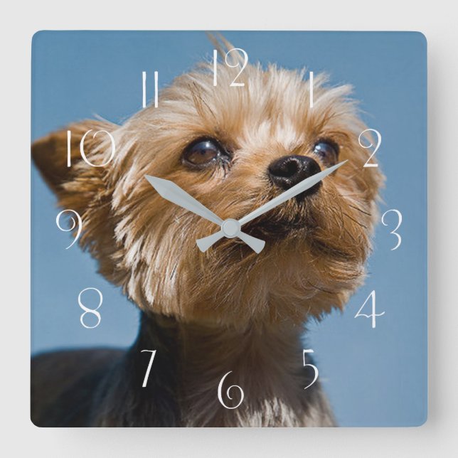 Horloge Carrée Yorkshire Terrier (Recto)