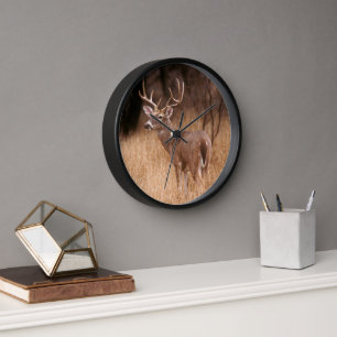 Horloge Cerf à queue blanche Choke Canyon State Park, TX