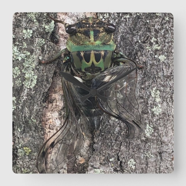Horloge Cicada (Recto)
