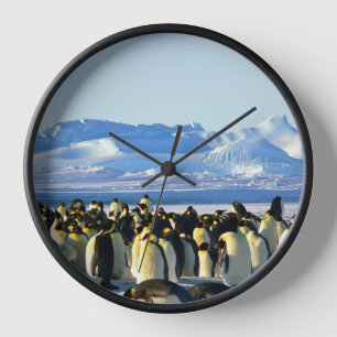 Horloge colonie de pingouins sur glace