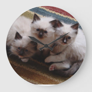 Horloge de chatons de Ragdoll